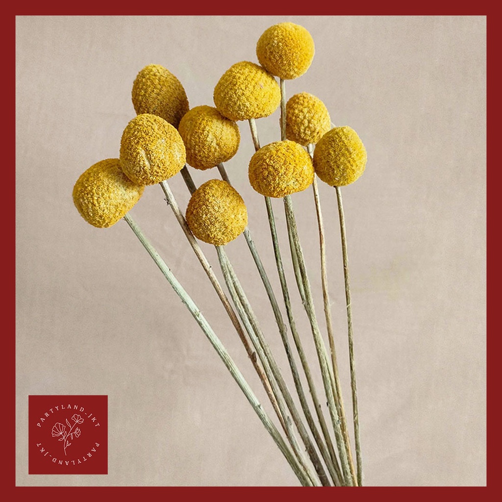 Jual Dried Flower Jumbo Billy Button/ Craspedia Bunga Kering Asli ...