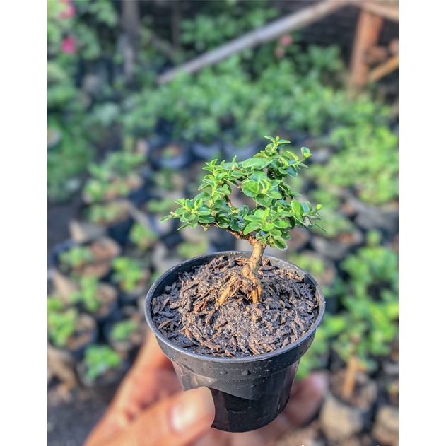 Sancang ori ukuran sitho daun kecil rimbun,kirim dengan pot