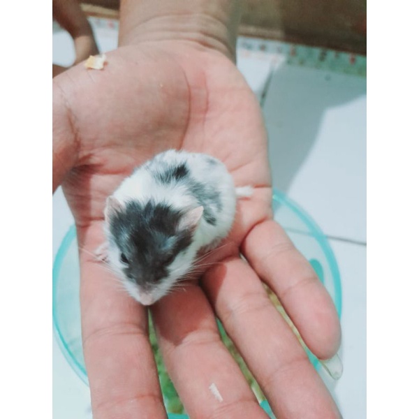 Jual Hamster Panda Shopee Indonesia