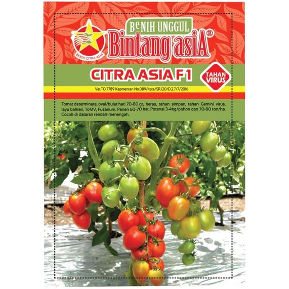 Jual benih tomat citra asia f1 5 grm | Shopee Indonesia