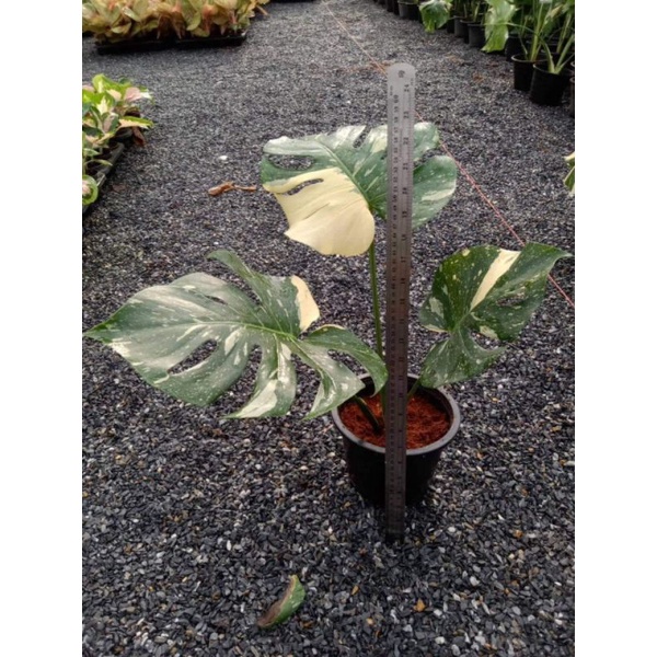 Jual Monthai Japan Lab / Monstera Thai Constellation / Monstera Thai ...