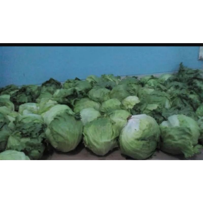 Jual Lettuce Head Letus Selada Bokor segar fresh | Shopee Indonesia