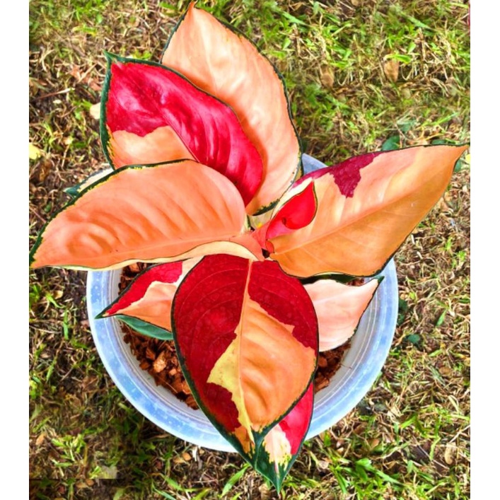 Jual Aglonema suksom tri color (Tanaman hias aglaonema suksom mutasi ...