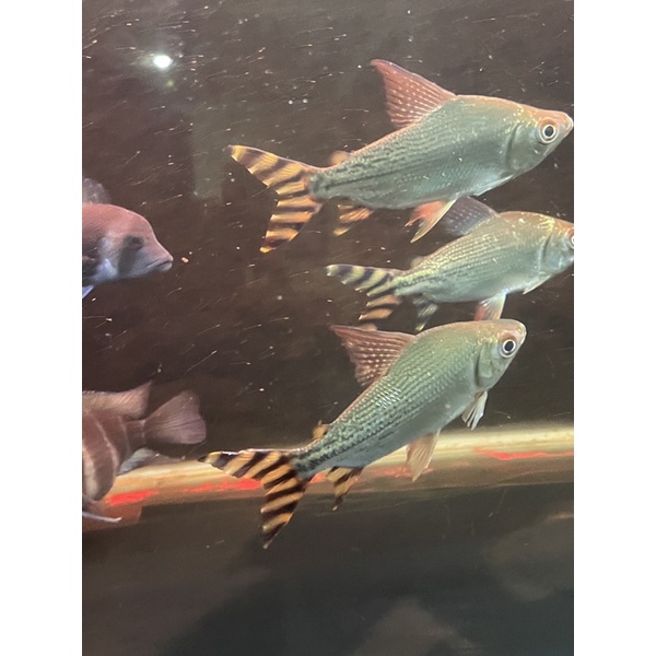 Jual ikan yellow feifeng (yff) | Shopee Indonesia