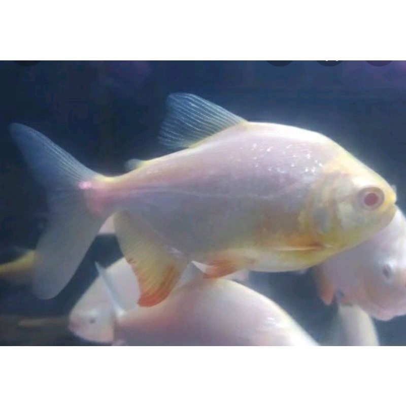 Jual pacu albino | Shopee Indonesia