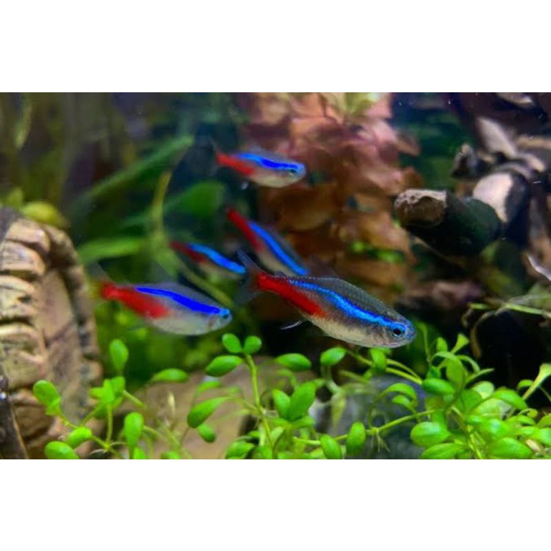 Jual Neon Tetra Neon Cardinal Hiasan Aquascape Akuarium Neon Tetra