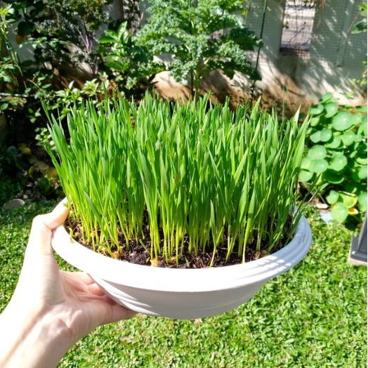 Jual Paket Menanam Wheatgrass/Rumput Gandum Kit Pemula DIY Pot Tray ...