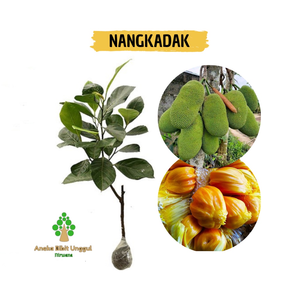 Jual Bibit Buah Nangkadak Atau Nangka Cempedak - BIBIT NANGKADAK ...