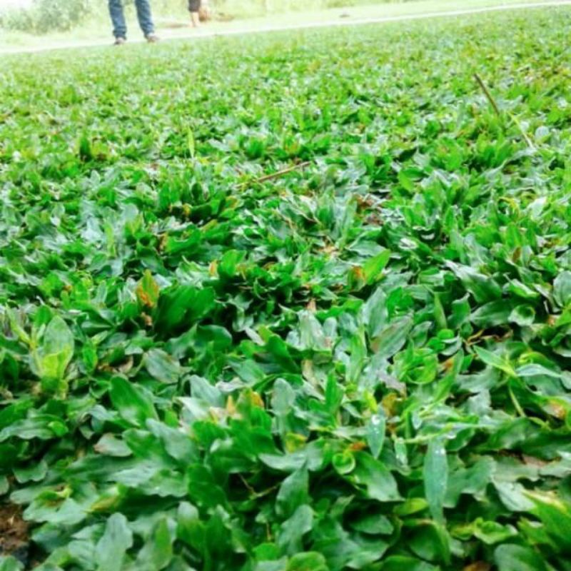 Jual Rumput Gajah Mini 1meter Rumput Gajah Mini Hijau Murah Tukang