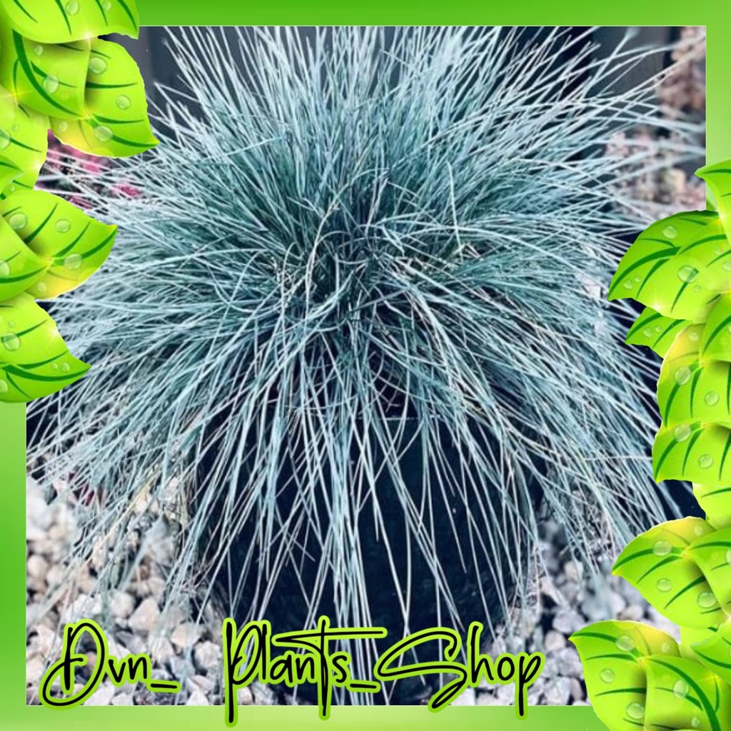 Jual tanaman hias blue grass / rumput biru | Shopee Indonesia