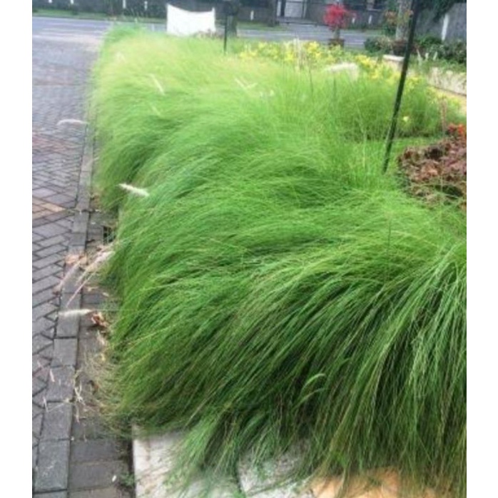 Jual bibit rumput ekor kuda hijau | Shopee Indonesia