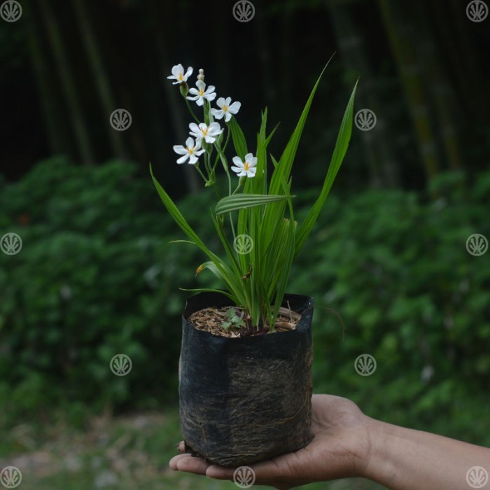 Jual Tanaman Bawang Sabrang ( Bawang Dayak ) | Shopee Indonesia