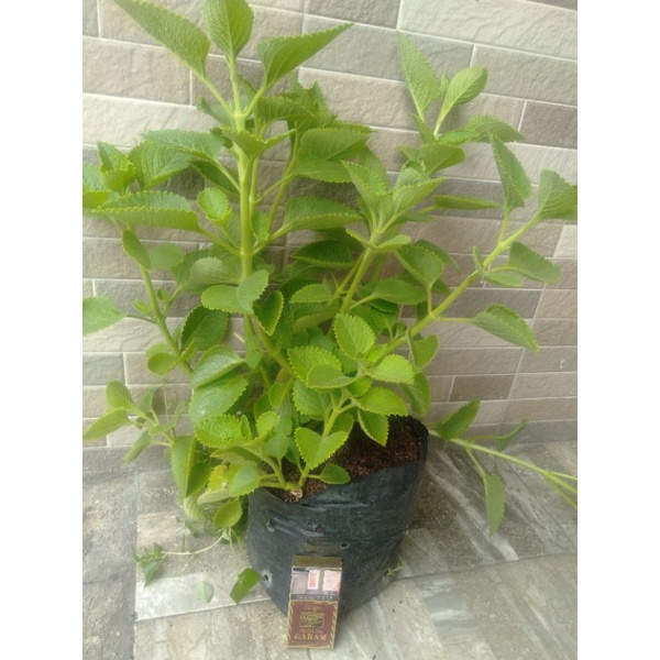 Jual DAUN JINTEN SEGAR SURABAYA (7500/250grm) | Shopee Indonesia