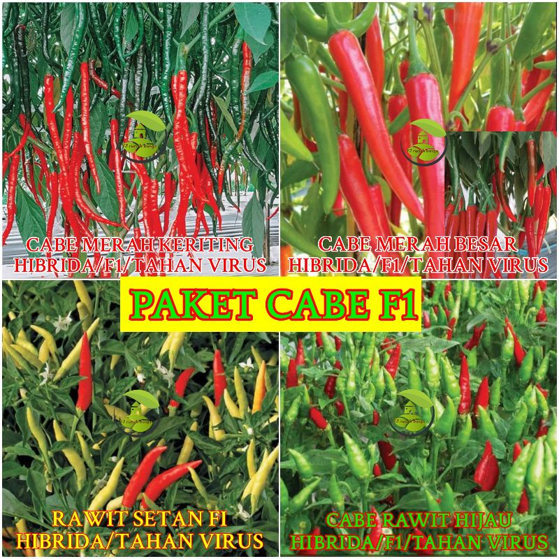 Jual Biji Paket Benih Cabe Benih Bibit Cabai Rawit Cabe Merah