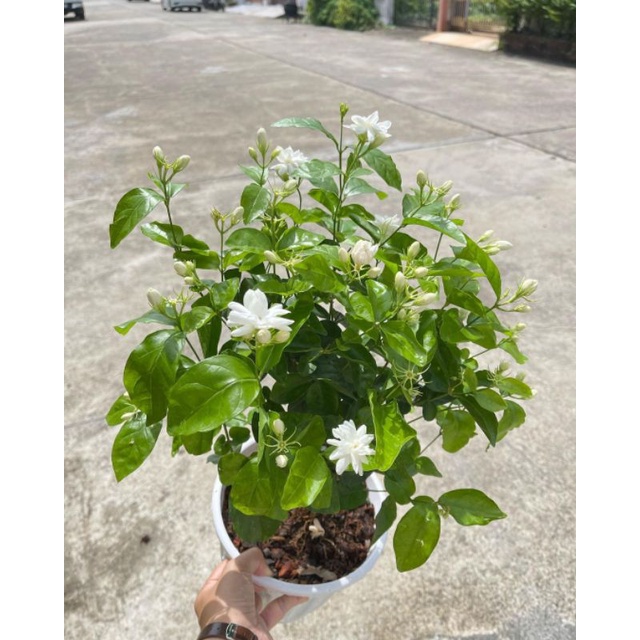 Jual TANAMAN HIDUP MELATI MINI WANGI | Shopee Indonesia