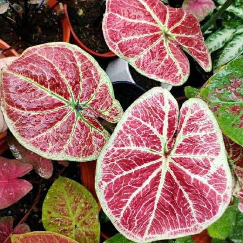 Jual Tanaman Hias Caladium/Keladi Big Bos Thai Series | Shopee Indonesia