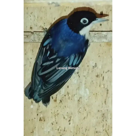 Jual BURUNG RAMBATAN DORAEMON JANTAN RAWATAN | Shopee Indonesia