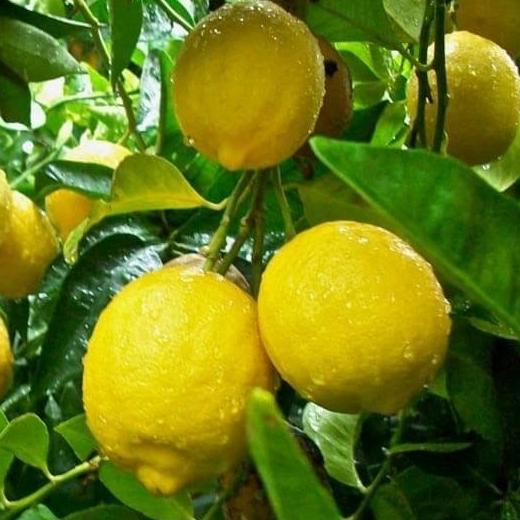 Jual Joss Bibit Tanaman Buah Jeruk Lemon Tea Viral Shopee Indonesia