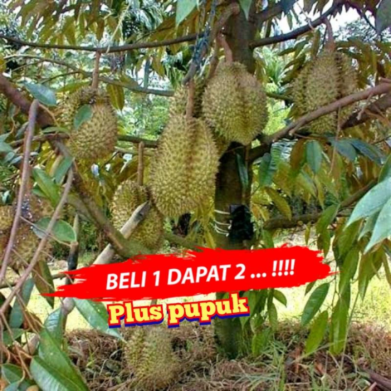 Jual Bibit Durian Bawor Kaki Tunggal Okulasi Bibit Unggul Bisa