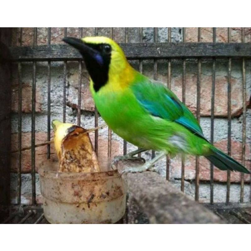 Jual BURUNG CUCAK RANTI | Shopee Indonesia
