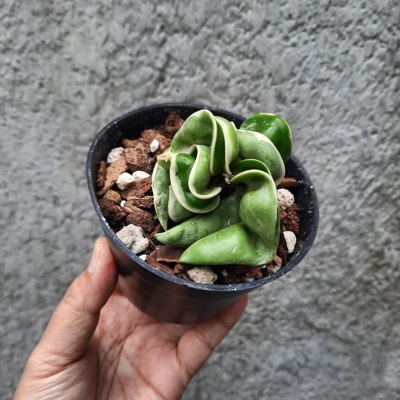 Jual Hoya Compacta Variegata (Regalis) | Shopee Indonesia