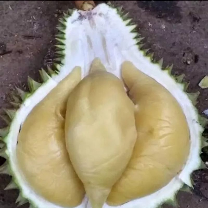 Jual Bibit Durian Namlung / Cumasi Asli Okulasi Cepat Berbuah | Shopee  Indonesia