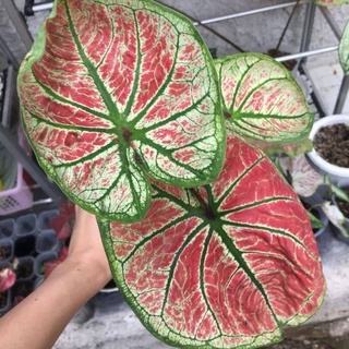 Jual Caladim Big bos/ bunga caladium big bos/ Tanaman Hias Hidup ...