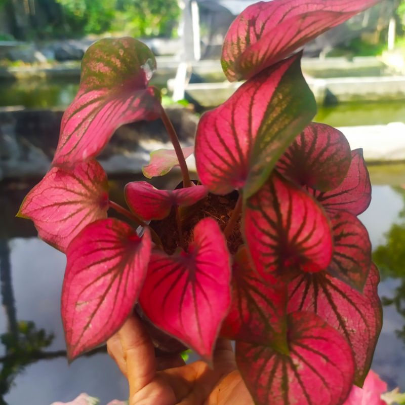 Jual TANAMAN HIAS KELADI/CALADIUM INFINITY MURAH | Shopee Indonesia