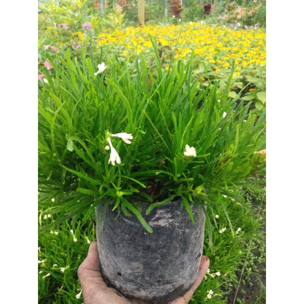 Jual rumput taman ( rumput sintetis ) | Shopee Indonesia