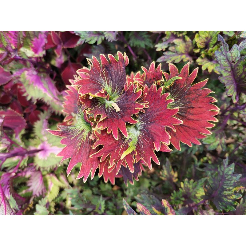 Jual Tanaman hias Miana serit merah / coleus red jagged | Shopee Indonesia