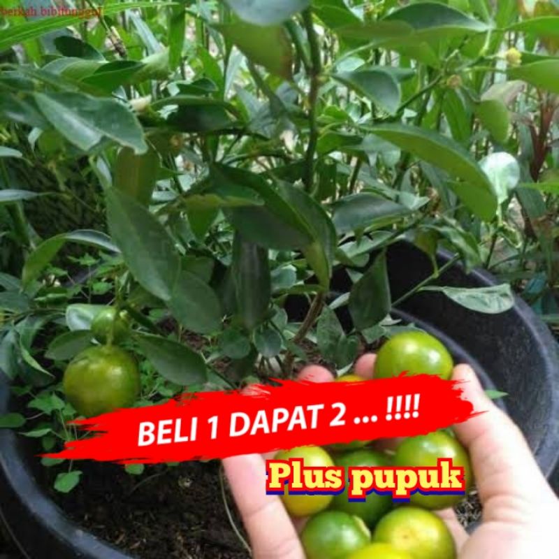 Jual Bibit Jeruk Kasturi Sudah Berbuah Shopee Indonesia 0941