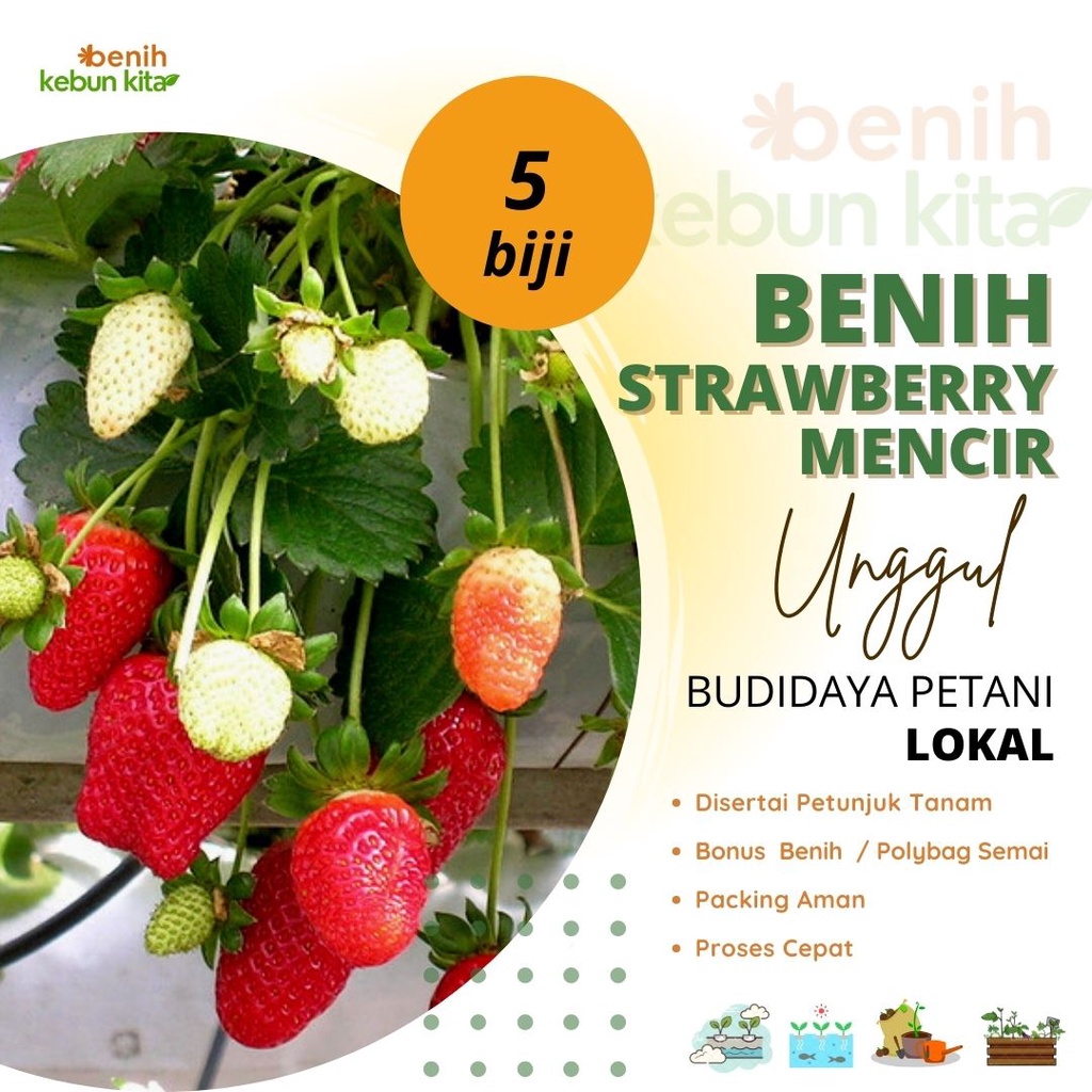 Jual Biji Benih Bibit Strawberry Mencir Dataran Rendah Bibit Buah ...