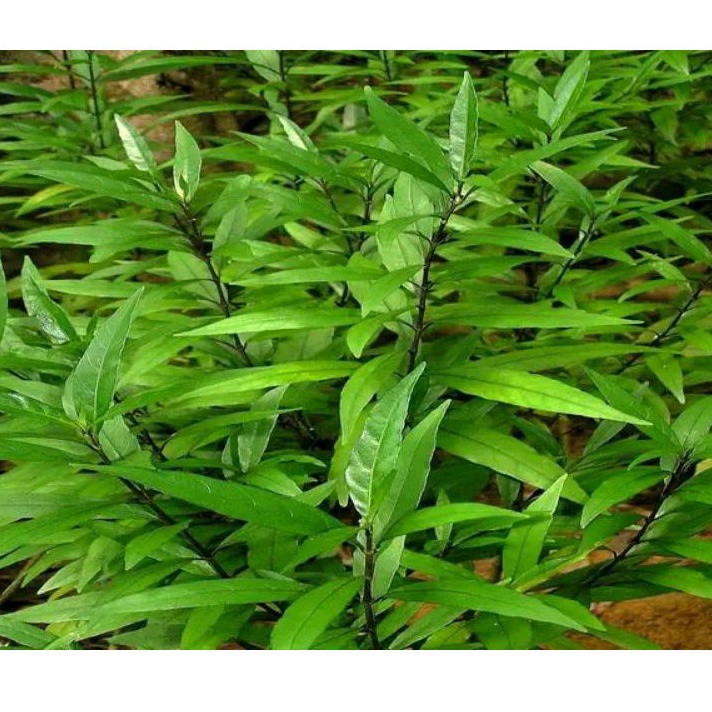 Jual Daun Gandarusa Segar Per 1 Kg Shopee Indonesia 9812