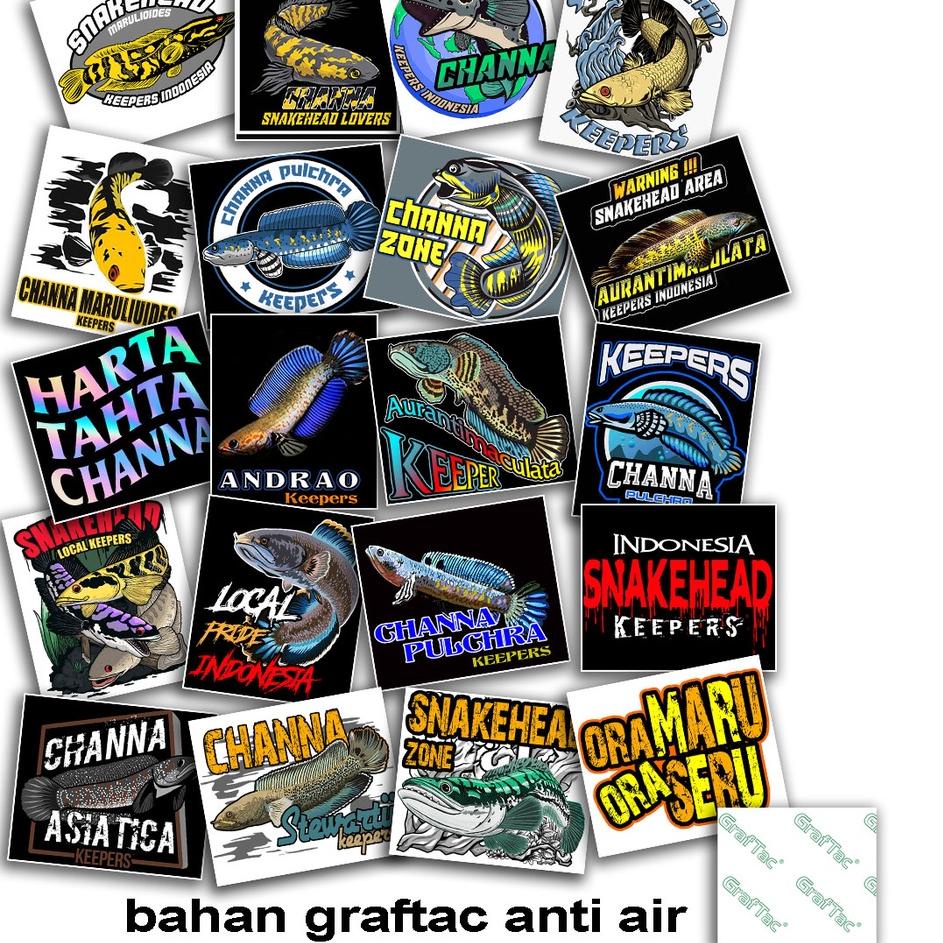 Jual TMM.22Oc22o • stiker ikan predator channa isi 20 buah sticker ...