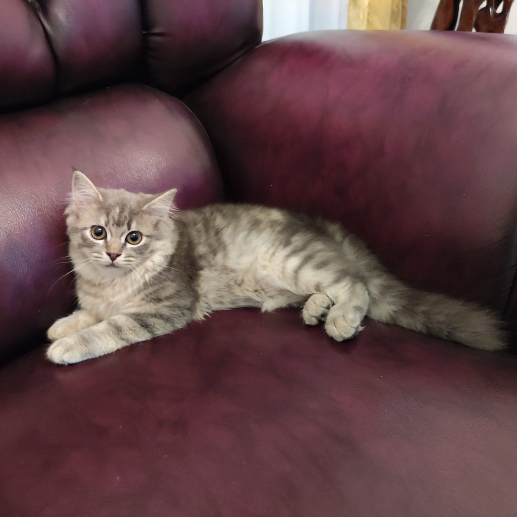 Jual Anak Kucing Silver (Silver Kitten) | Shopee Indonesia