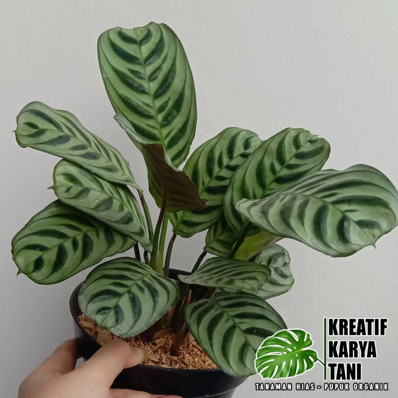 Jual Tanaman hias calathea stromata - Calathea sepat | Shopee Indonesia