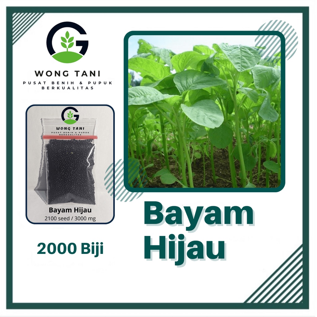 Jual 2100 Benih Bayam Hijau Sayuran Hidroponik Bibit Tanaman Sayur ...