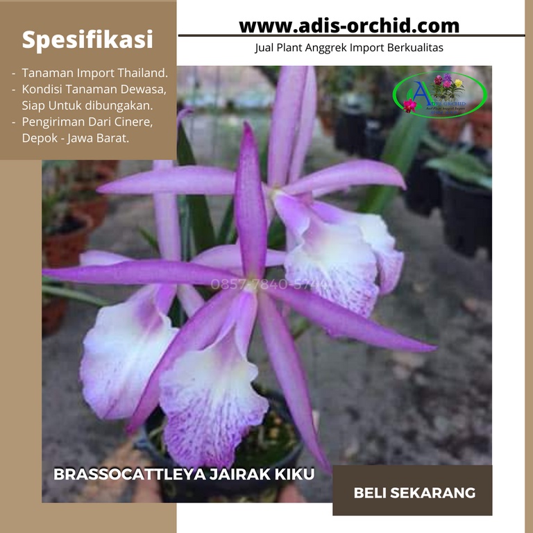 Jual Anggrek Brassocattleya Jairak Kiku Shopee Indonesia