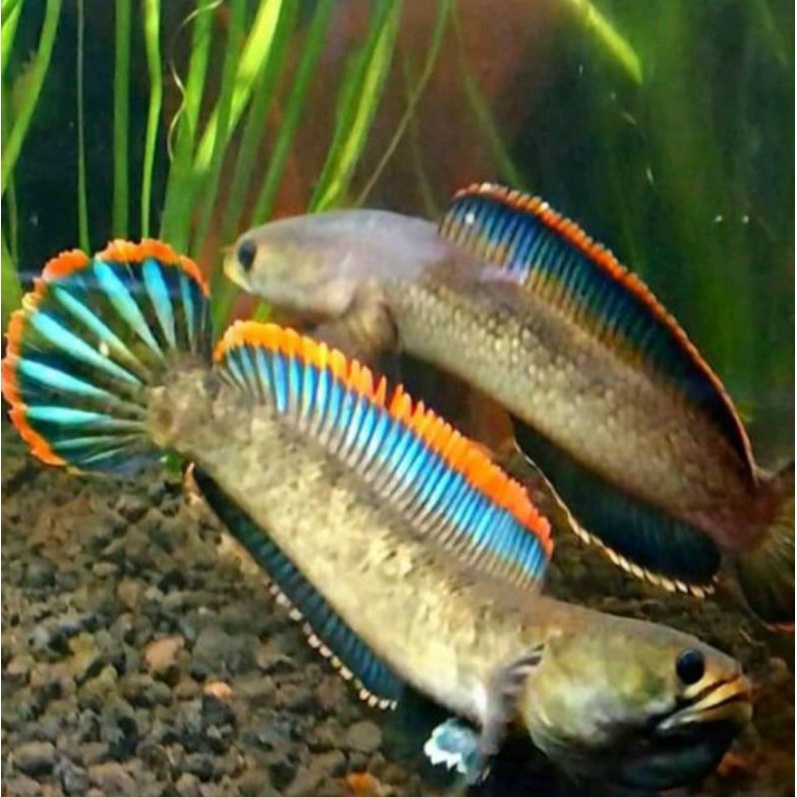Jual ikan hias chana Limbata size 10-11cm.. ikan jenis predator ...