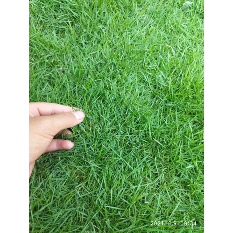 Jual Rumput Peking/Jumput Jepang 1 x 1 meter + Tanam JABODETABEK ...