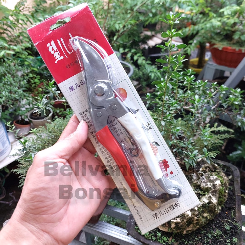 Jual Gunting Prunning Daun Buah Ranting Merah Putih 20 CM JLW | Shopee ...