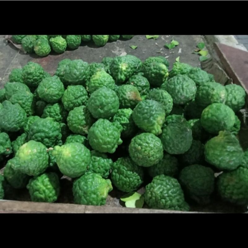 Jual Jeruk Purut Betina/Unte Pangir Medan Per 1 Buah (1 biji) | Shopee