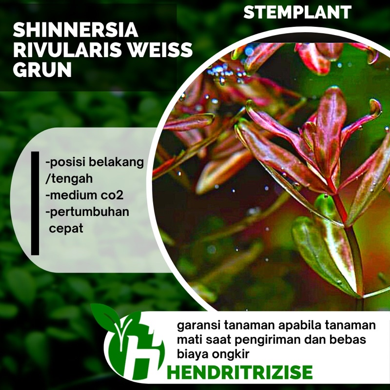 Jual Shinnersia Rivularis Weiss Grun - Tanaman Aquascape - Tanaman ...