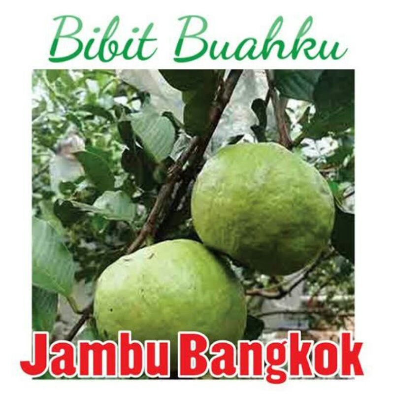 Bibit Jambu Bangkok Merah Super Genjah Paling Laris