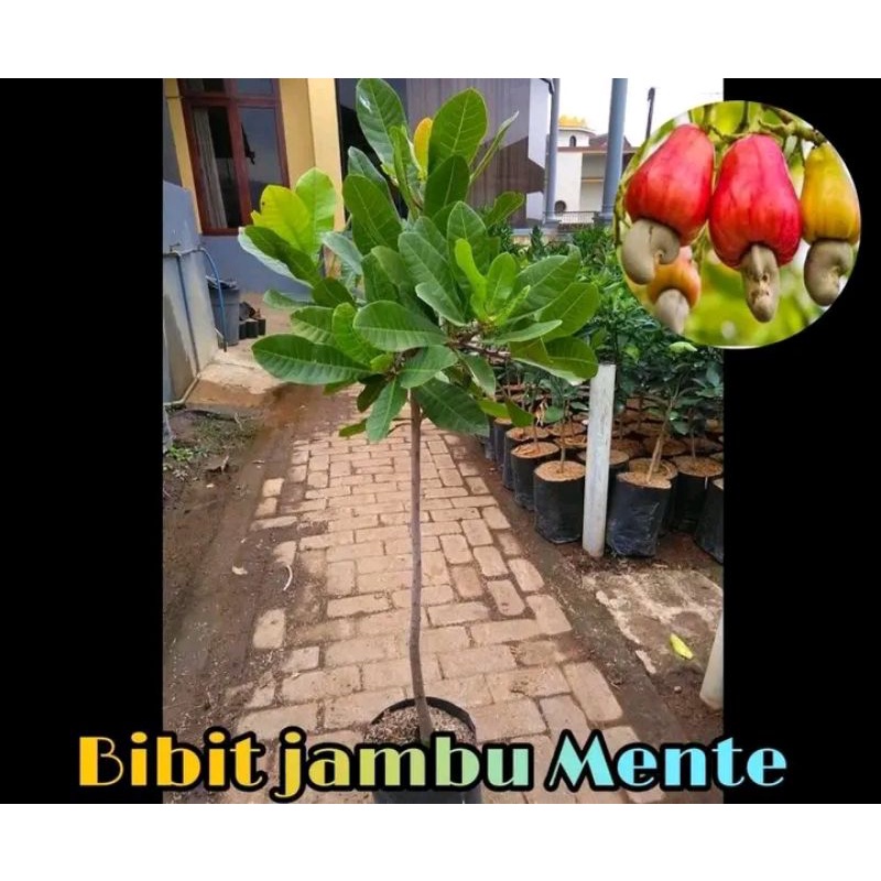 Jual Bibit Pohon Jambu Mente Unggul Cepat Berbuah Shopee Indonesia