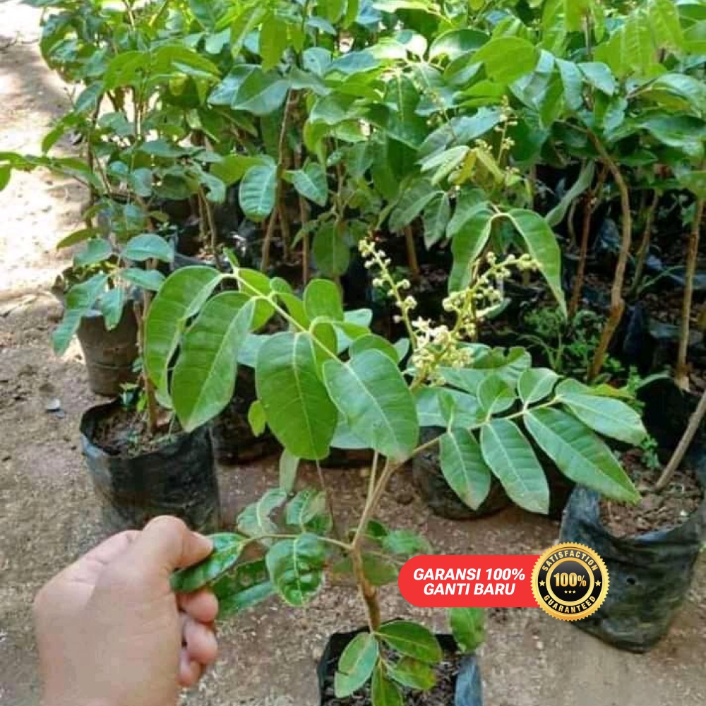 Jual Bibit Kelengkeng Matalada berbunga / berbuah | Shopee Indonesia