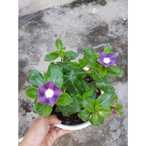 Jual Tanaman Vinca Rimbun Dewasa by GRAB ONLY | Shopee Indonesia