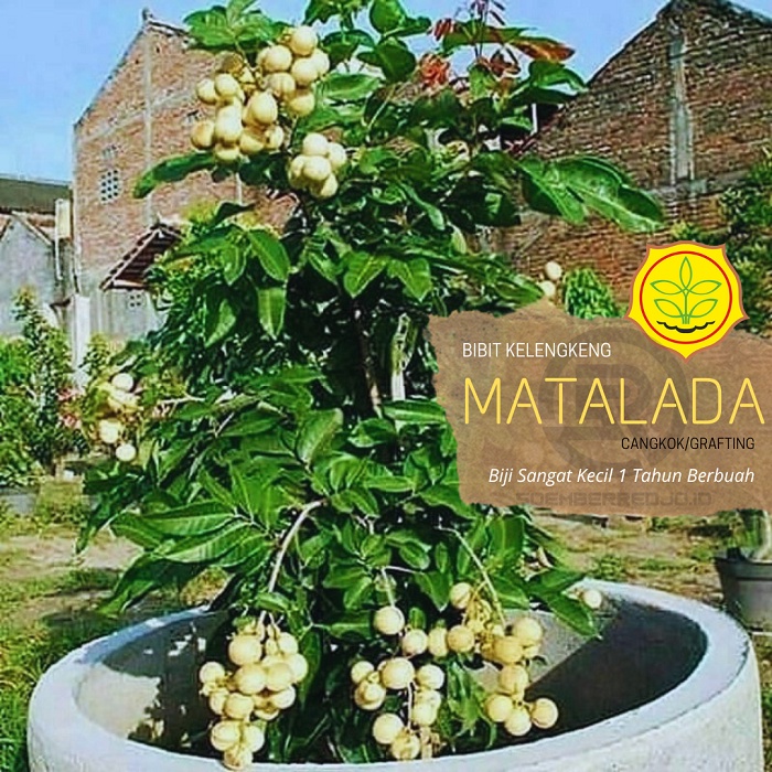 Jual BIBIT KELENGKENG MATALADA OKULASI | Shopee Indonesia