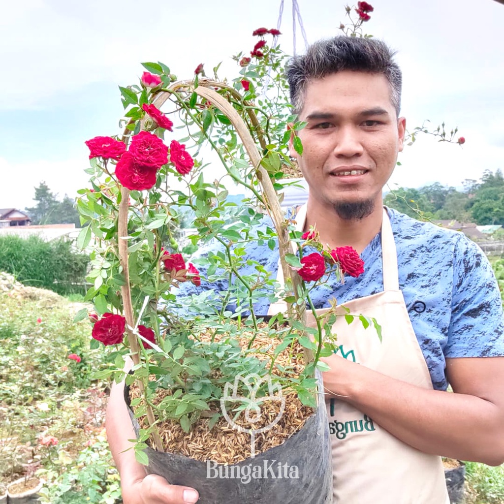 Jual BUNGA MAWAR RED CASCADE UKURAN DEWASA | Shopee Indonesia