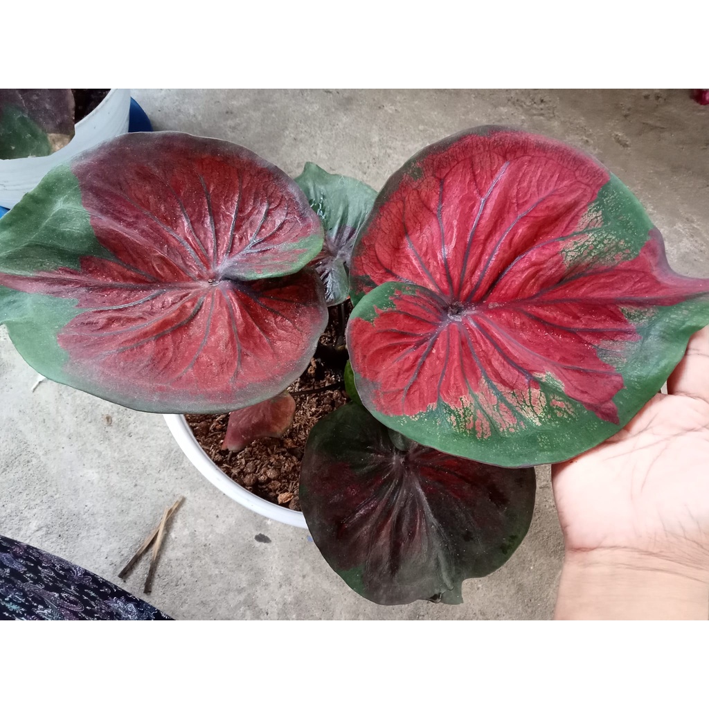 Jual Caladium Fire Aurora(Rare Item) ukuran anakan | Shopee Indonesia